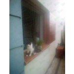 MONTAŻ SIATKI OKIENNEJ DLA KOTA Warszawa