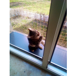 SIATKA OKIENNA DLA KOTA Z MONTAŻEM Warszawa