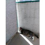 Montowanie siatki ochronnej na balkon dla kota Warszawa