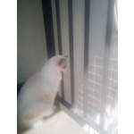 OCHRONA BALKONU DLA KOTA Józefów