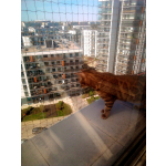 Siatka dla kotów Sulejówek