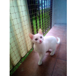 BEZINWAZYJNY MONTAŻ SIATKI BALKONOWEJ DLA KOTA Otwock